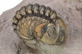 Detailed Metacanthina Trilobite With Enrolled Reedops #254151-6